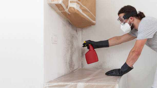Professional Black Mold Remediation technician working in Leland, NC