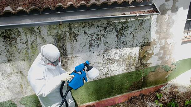 Top rated local Black Mold Remediation specialists in Leland, NC